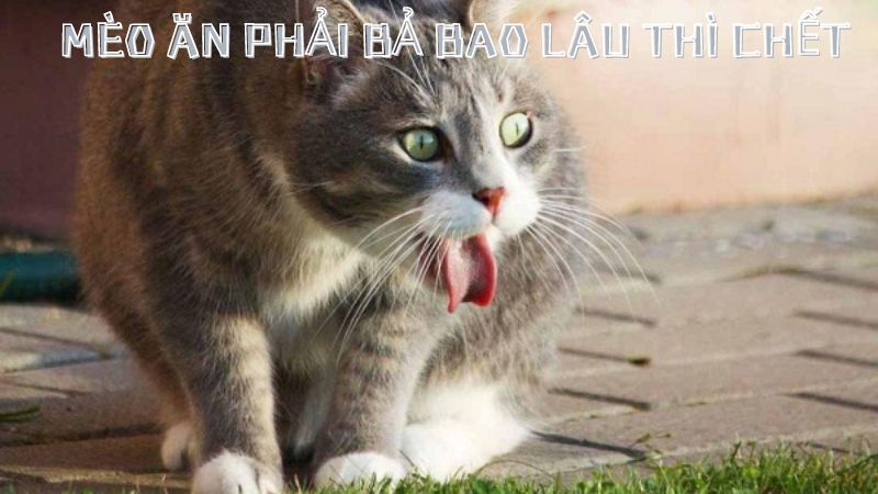 mèo ăn phải bả bao lâu thì chết