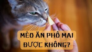 mèo ăn phô mai được không