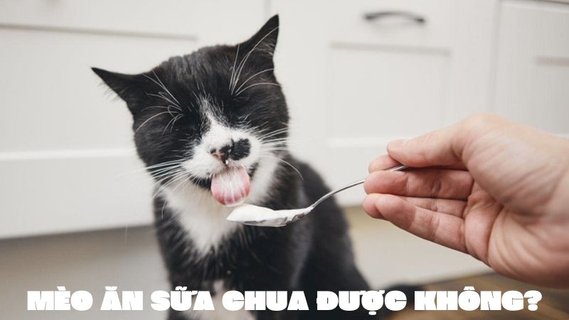 mèo ăn sữa chua được không