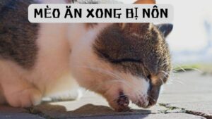 mèo ăn xong bị nôn