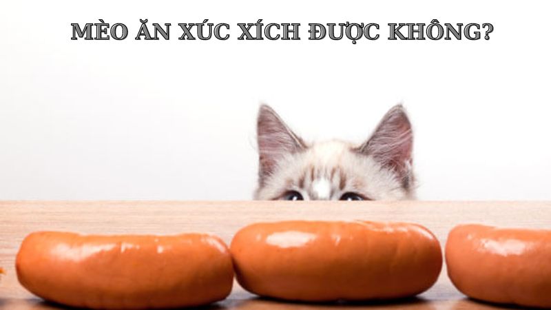 mèo ăn xúc xích được không