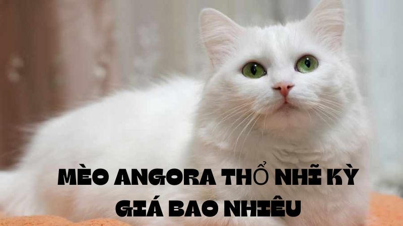 mèo angora thổ nhĩ kỳ giá bao nhiêu