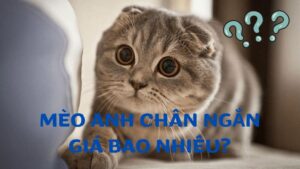 mèo anh chân ngắn giá bao nhiêu