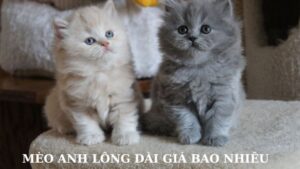 mèo anh lông dài có giá bao nhiêu