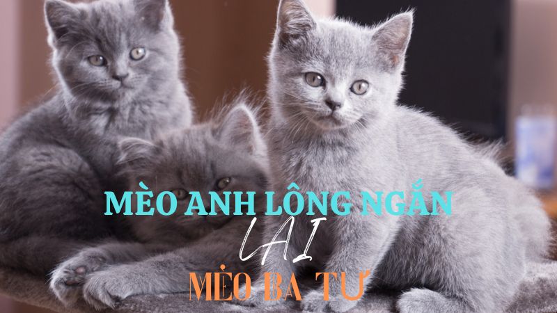 mèo anh lông ngắn lai mèo ba tư