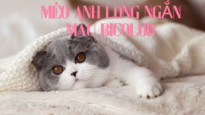 mèo anh lông ngắn màu bicolor