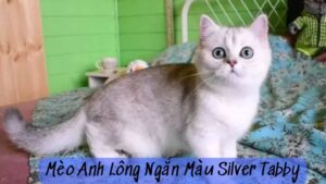 mèo anh lông ngắn màu silver tabby