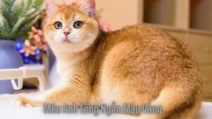 mèo anh lông ngắn màu vàng